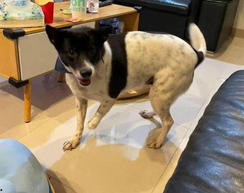 娱乐吃瓜酱小狗安慰